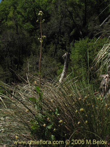 Imágen de Valeriana sp. #1635 (). Haga un clic para aumentar parte de imágen.