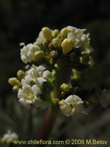 Valeriana sp. #1635の写真