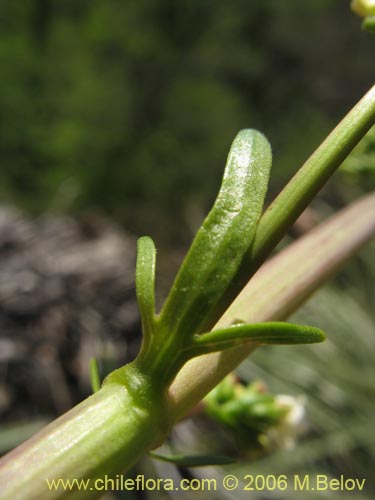 Valeriana sp. #1635的照片