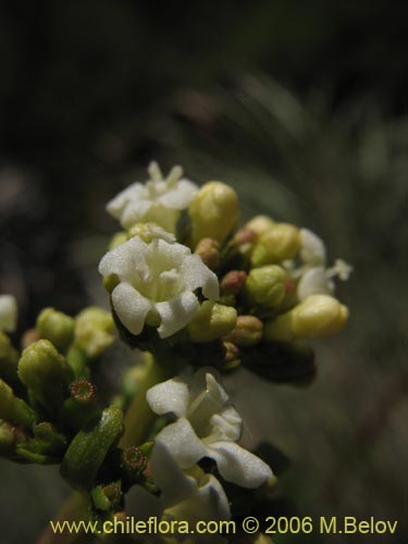 Valeriana sp. #1635의 사진