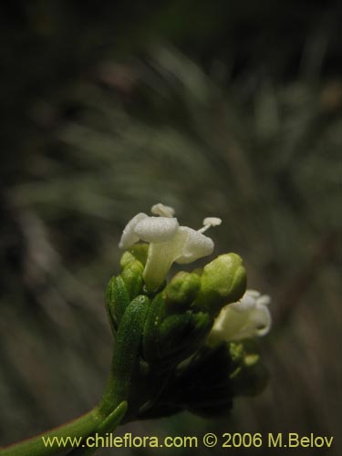 Image of Valeriana sp. #1635 (). Click to enlarge parts of image.