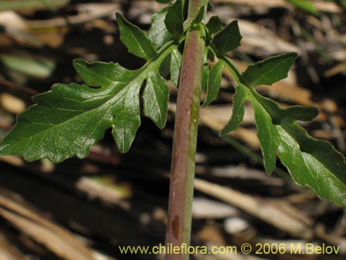 Фотография Valeriana sp. #1635 (). Щелкните, чтобы увеличить вырез.