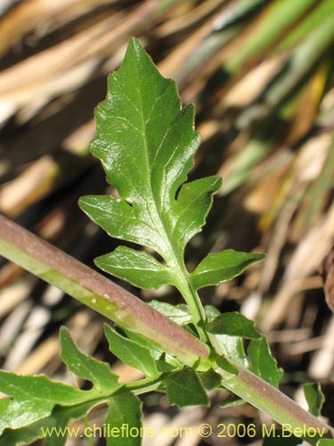 Bild von Valeriana sp. #1635 (). Klicken Sie, um den Ausschnitt zu vergrössern.