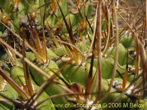 Eriosyce curvispina ssp. curvispina的照片