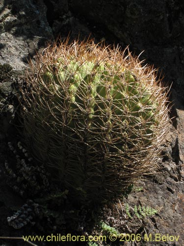 Image of Eriosyce curvispina ssp. curvispina (). Click to enlarge parts of image.