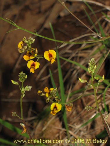 Image of Adesmia sp. #1636 (). Click to enlarge parts of image.