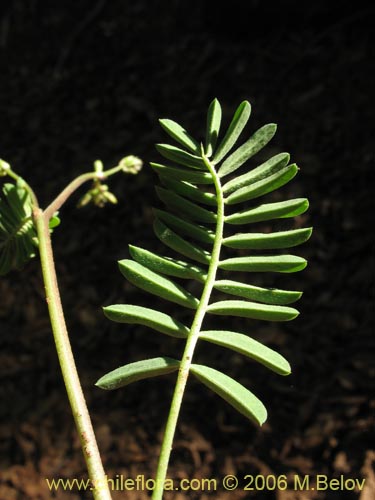 Bild von Adesmia sp. #1636 (). Klicken Sie, um den Ausschnitt zu vergrössern.