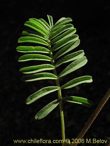 Bild von Adesmia sp. #1636 (). Klicken Sie, um den Ausschnitt zu vergrössern.