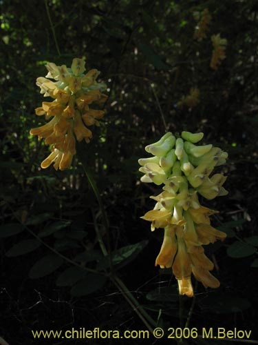 Imágen de Vicia magnifolia (Arvejilla). Haga un clic para aumentar parte de imágen.