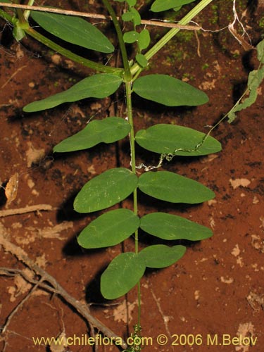 Vicia magnifolia의 사진