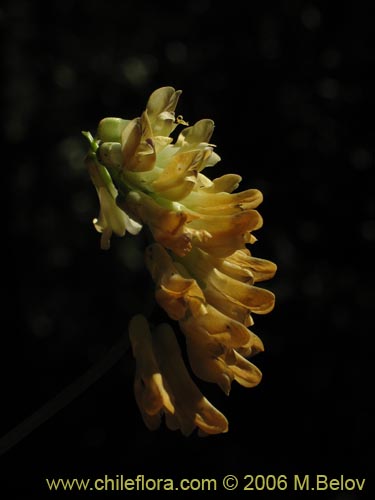 Imágen de Vicia magnifolia (Arvejilla). Haga un clic para aumentar parte de imágen.