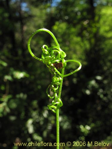 Фотография Vicia magnifolia (Arvejilla). Щелкните, чтобы увеличить вырез.