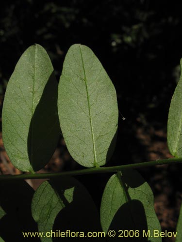 Vicia magnifolia的照片