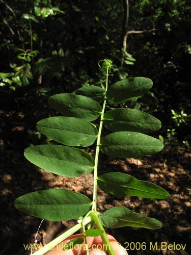 Imágen de Vicia magnifolia (Arvejilla). Haga un clic para aumentar parte de imágen.