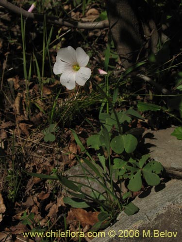 Bild von Oxalis arenaria (Vinagrillo / Culle). Klicken Sie, um den Ausschnitt zu vergrössern.