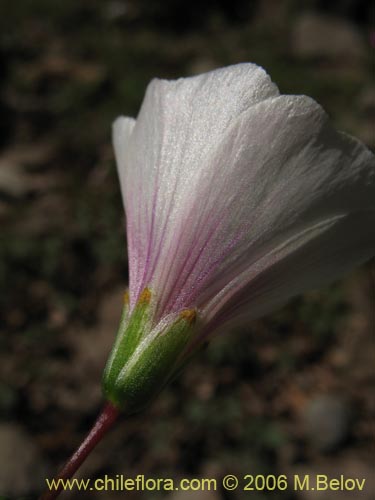 Bild von Oxalis arenaria (Vinagrillo / Culle). Klicken Sie, um den Ausschnitt zu vergrössern.