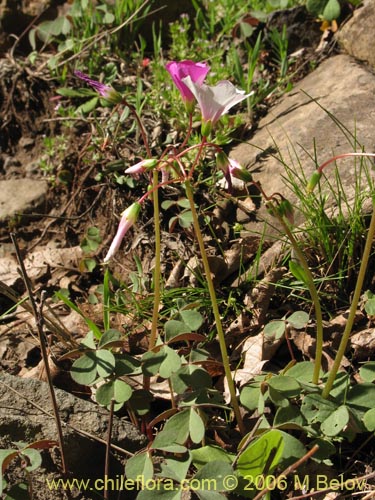 Imágen de Oxalis arenaria (Vinagrillo / Culle). Haga un clic para aumentar parte de imágen.