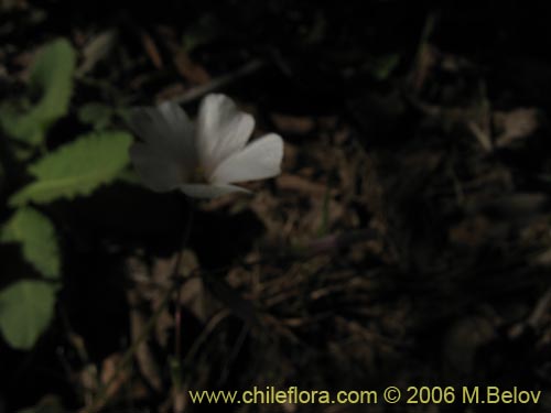 Bild von Oxalis arenaria (Vinagrillo / Culle). Klicken Sie, um den Ausschnitt zu vergrössern.