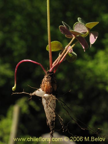 Bild von Oxalis arenaria (Vinagrillo / Culle). Klicken Sie, um den Ausschnitt zu vergrössern.