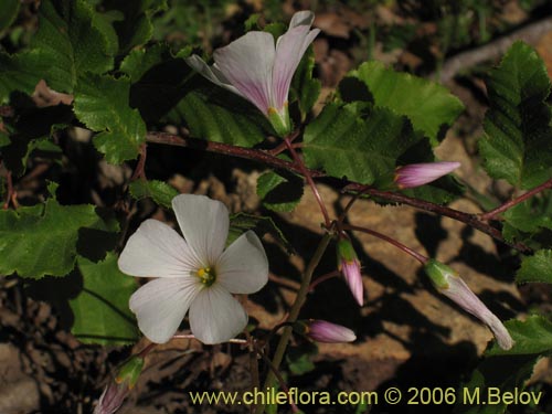 Bild von Oxalis arenaria (Vinagrillo / Culle). Klicken Sie, um den Ausschnitt zu vergrössern.