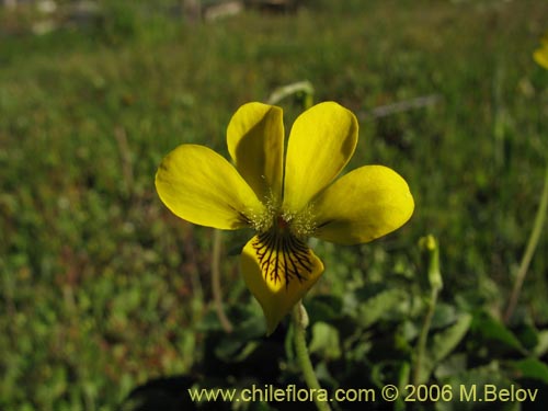 Image of Viola reichei (). Click to enlarge parts of image.