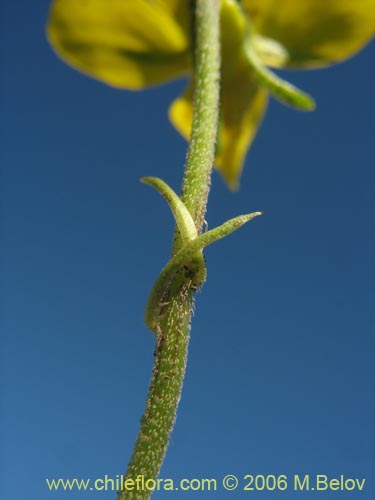 Image of Viola reichei (). Click to enlarge parts of image.