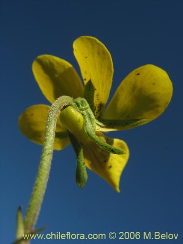 Image of Viola reichei (). Click to enlarge parts of image.