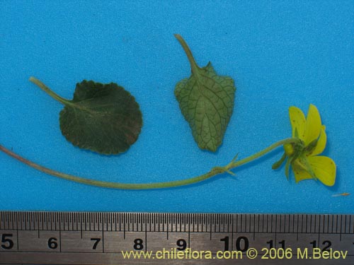 Image of Viola reichei (). Click to enlarge parts of image.