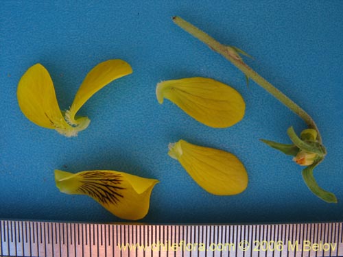 Image of Viola reichei (). Click to enlarge parts of image.