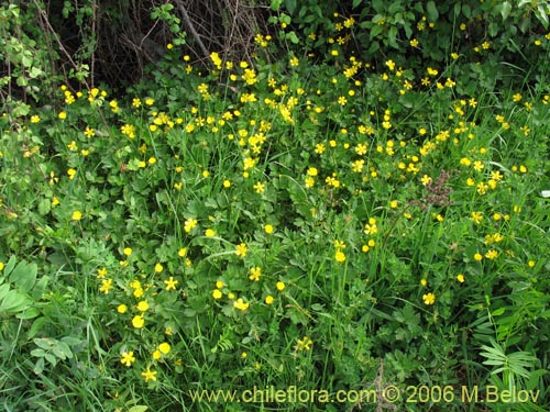 Фотография Ranunculus repens (). Щелкните, чтобы увеличить вырез.