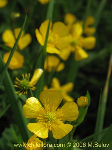 Imágen de Ranunculus repens (). Haga un clic para aumentar parte de imágen.