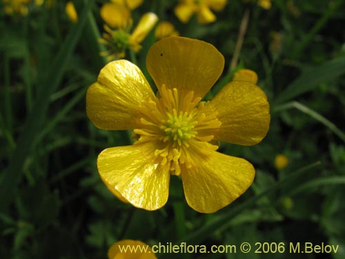 Imágen de Ranunculus repens (). Haga un clic para aumentar parte de imágen.