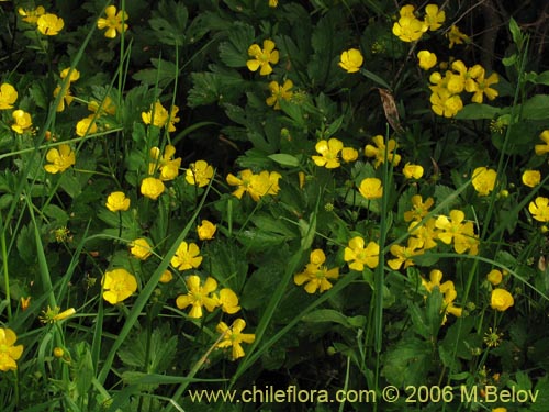 Imágen de Ranunculus repens (). Haga un clic para aumentar parte de imágen.