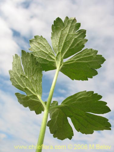 Imágen de Ranunculus repens (). Haga un clic para aumentar parte de imágen.