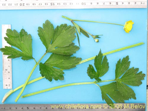 Image of Ranunculus repens (). Click to enlarge parts of image.