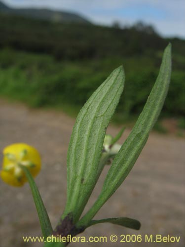 Image of Ranunculus repens (). Click to enlarge parts of image.