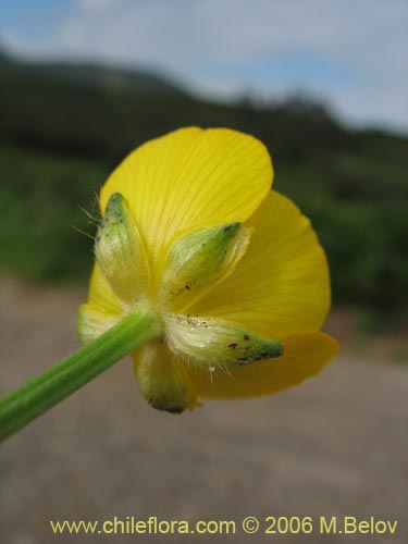 Ranunculus repensの写真