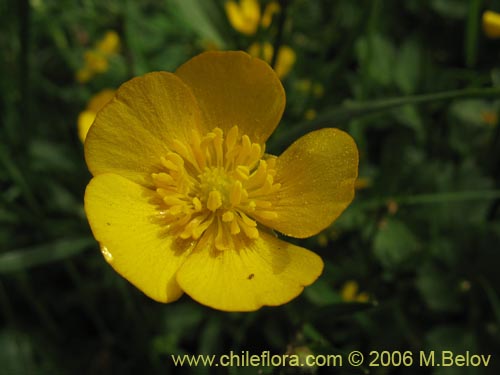 Bild von Ranunculus repens (). Klicken Sie, um den Ausschnitt zu vergrössern.