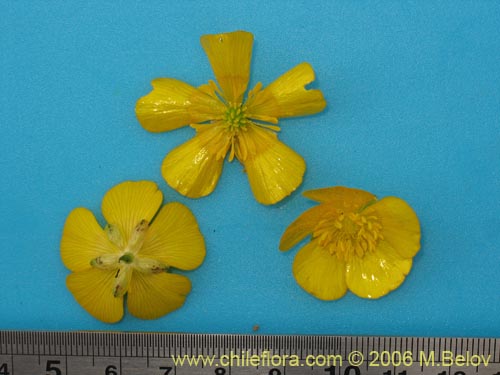 Image of Ranunculus repens (). Click to enlarge parts of image.