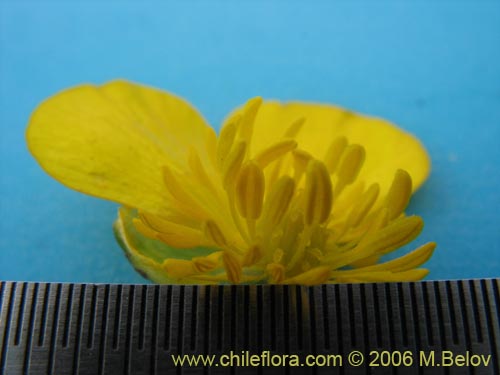 Image of Ranunculus repens (). Click to enlarge parts of image.