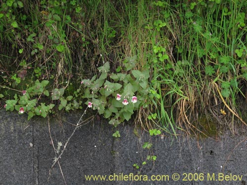 Mimulus naiandinusの写真