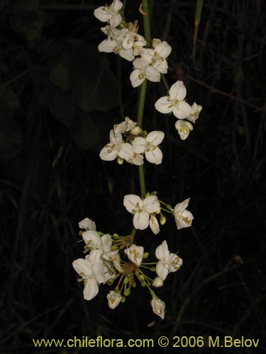 Фотография Libertia chilensis (Calle-calle / Tequel-tequel). Щелкните, чтобы увеличить вырез.