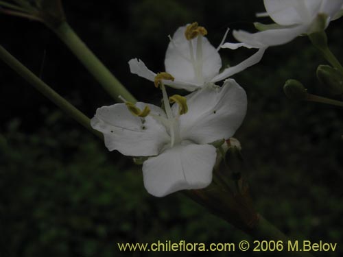 Libertia chilensisの写真