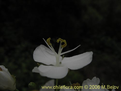 Imágen de Libertia chilensis (Calle-calle / Tequel-tequel). Haga un clic para aumentar parte de imágen.