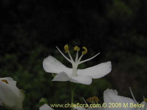 Libertia chilensis的照片