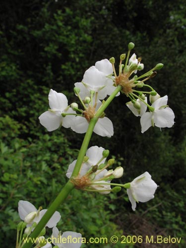 Libertia chilensis的照片