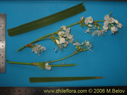 Libertia chilensis的照片