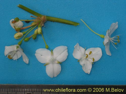 Libertia chilensis的照片