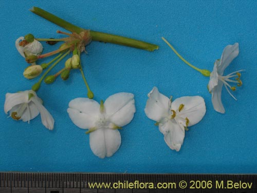 Libertia chilensis的照片