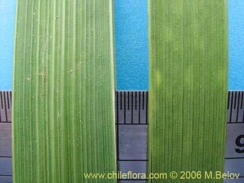 Imágen de Libertia chilensis (Calle-calle / Tequel-tequel). Haga un clic para aumentar parte de imágen.